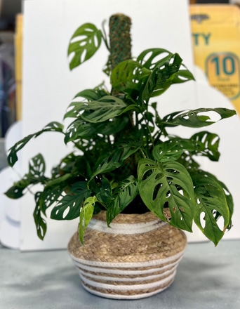 main photo of Live potted plant