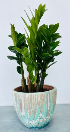 main photo of Potted Live Plant