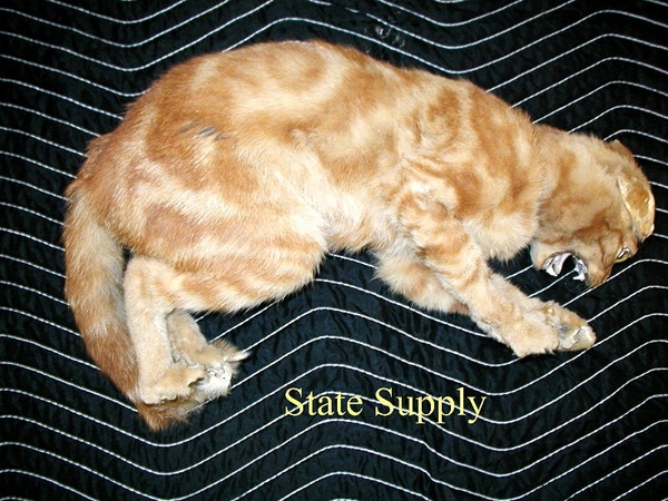 item photo 0