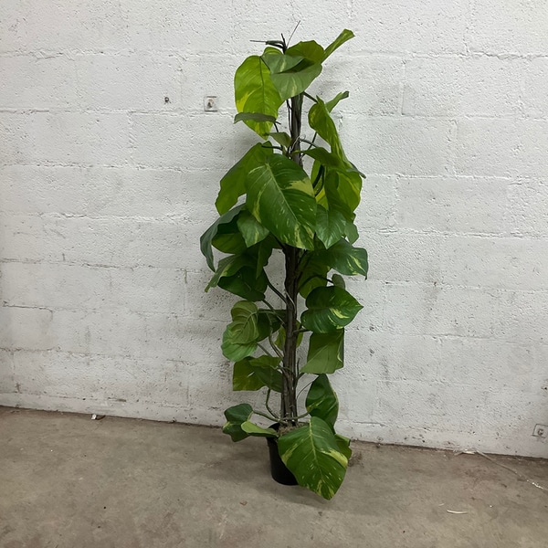 main photo of Tall Indoor Green Plant in Black Pot