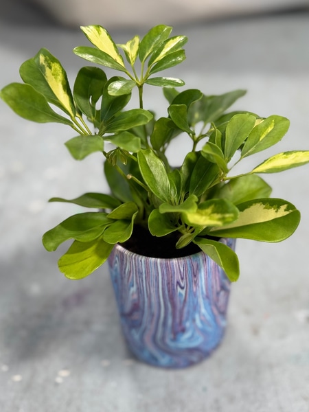 Live potted plant main photo of Live potted plant