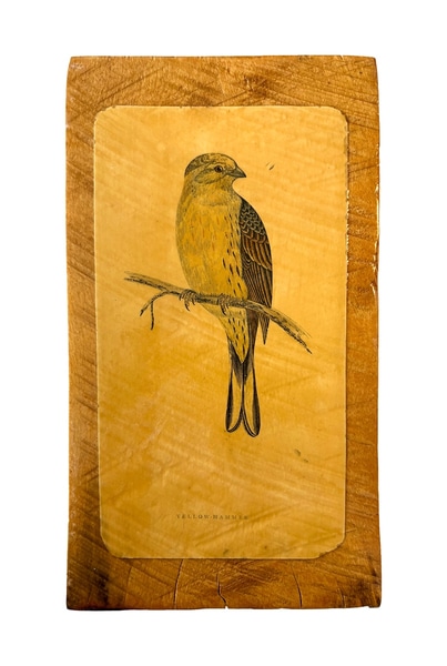 main photo of PROPDEC-Antique Yellow Hammer Bird Print Mounted on Wood