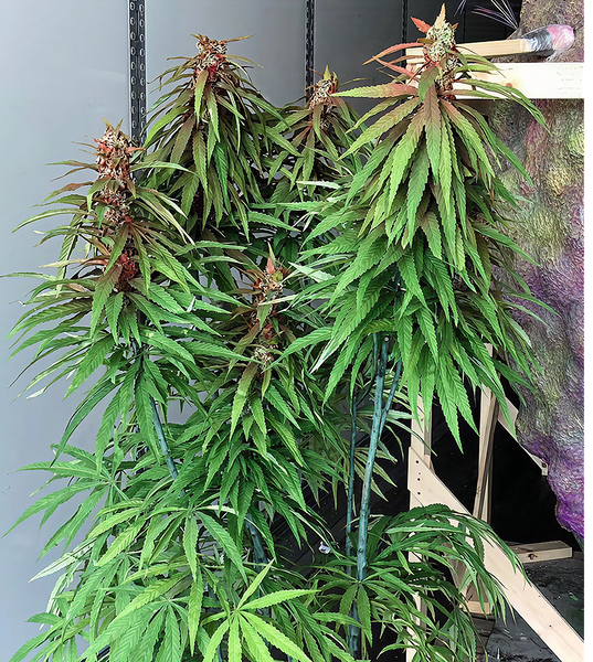 Fabricated, Marijuana Plants & Buds