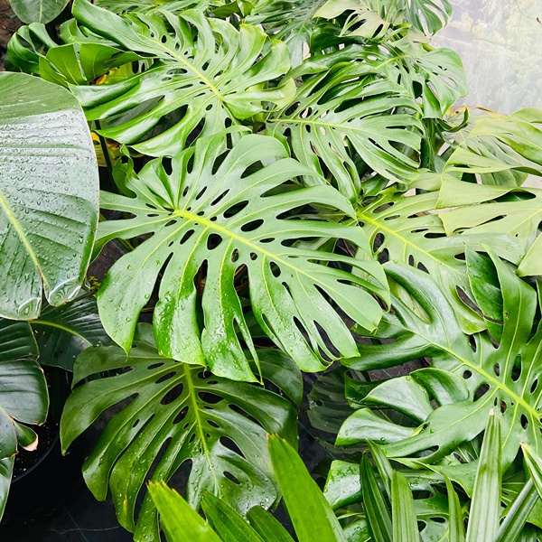 Live Plants for Sale
