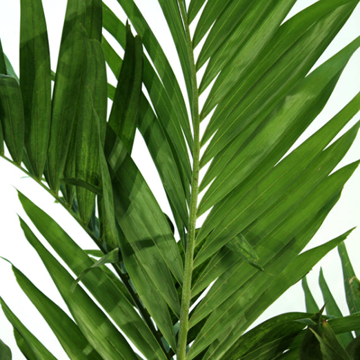 Live Plants for Rent