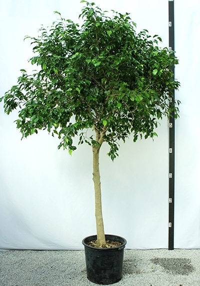 Ficus