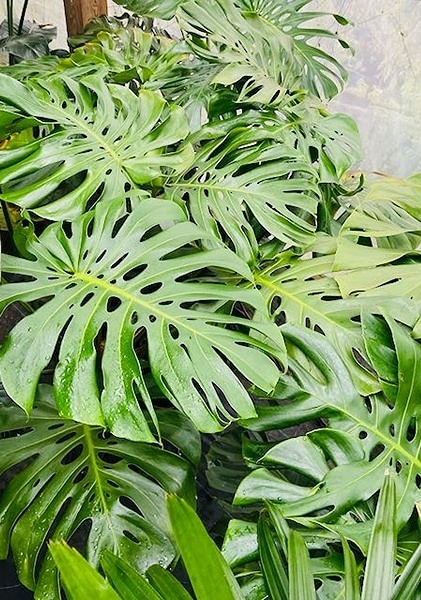Philodendrons