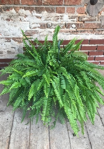 Boston Ferns