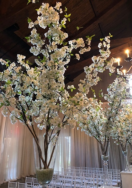 Cherry Trees