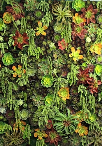 Succulent Walls