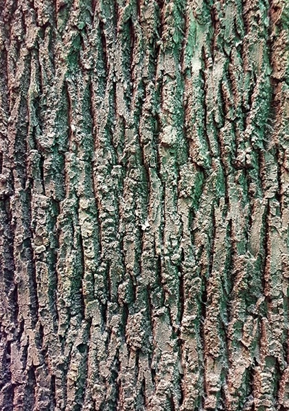 Tree Skins
