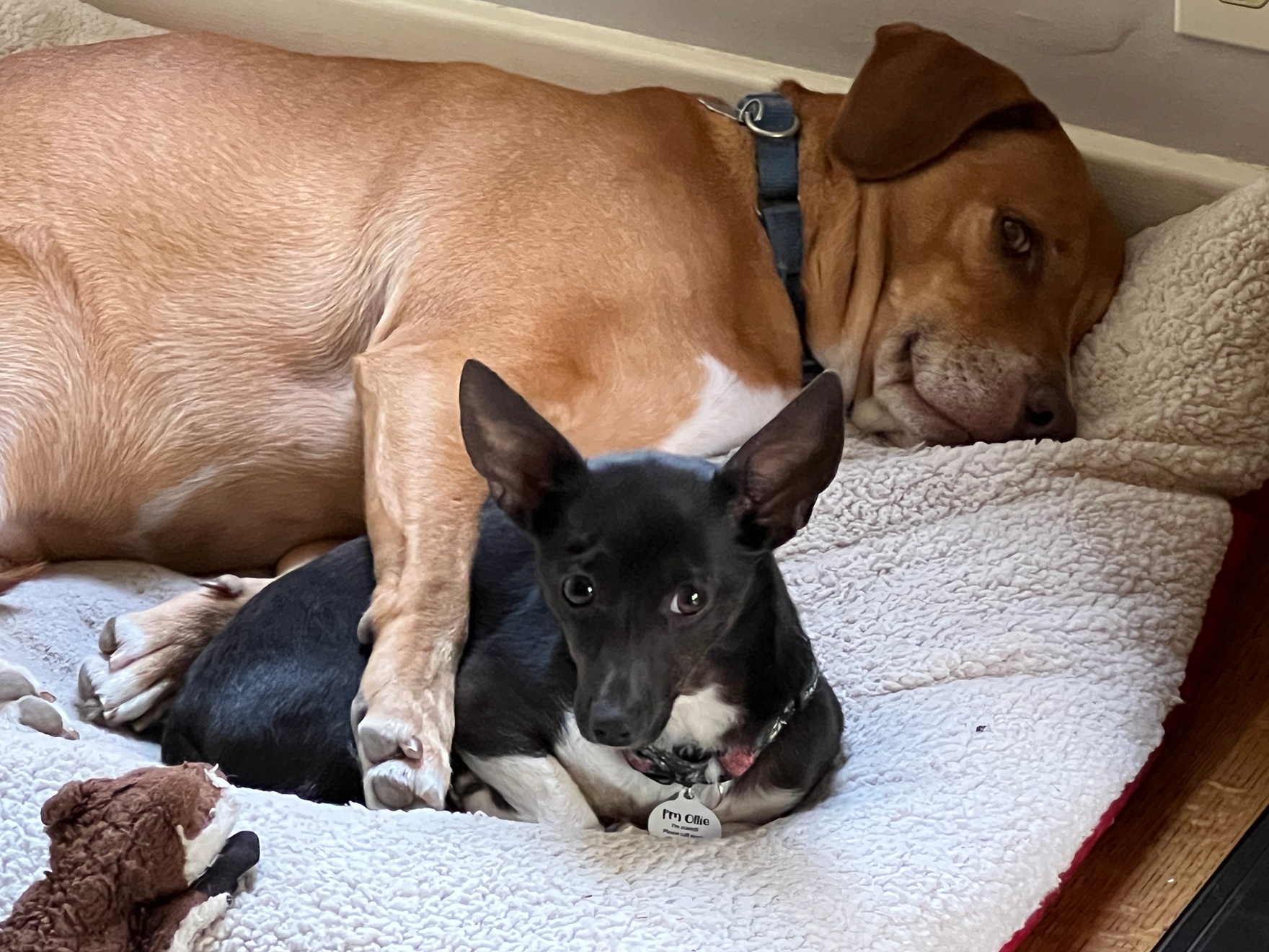 Boonie & Ollie, Top Notch Security