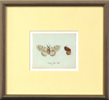 main photo of Cleared Print, Cream Butterfly
