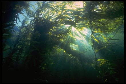 main photo of Underwater Kelp Photograph