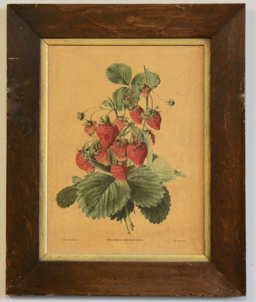 main photo of Antique Strawberries