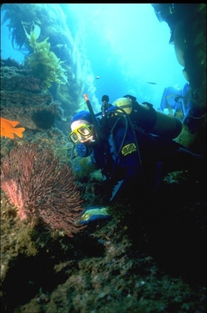 main photo of Coral Reef Photograph