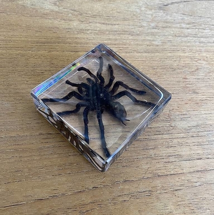 main photo of Encased Spider