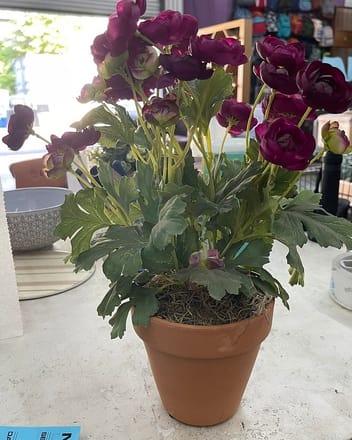 main photo of Potted Flowers