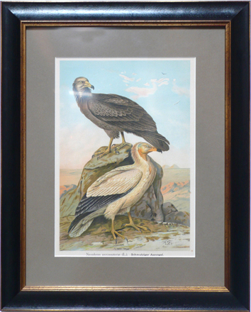 main photo of Cleared Print, Neophron Percnopterus Two Birds