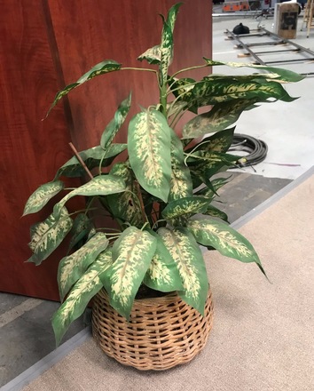 main photo of Green Plant in Basket