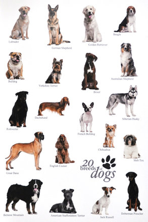 main photo of Unframed Cleared Poster; Dog Breeds