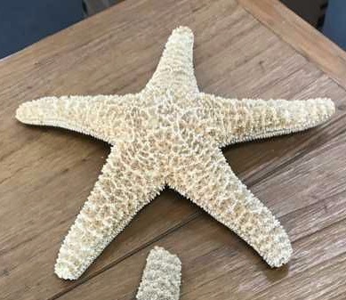main photo of starfish