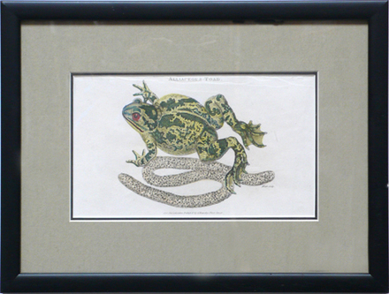 main photo of Cleared Print; Alliaceous Toad