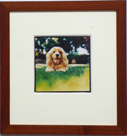 main photo of Cleared Color Photo; Panting Dog on Grass