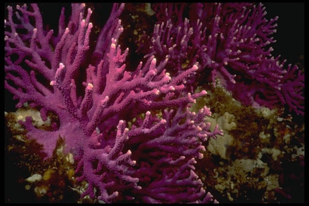 main photo of Purple Reef Plants