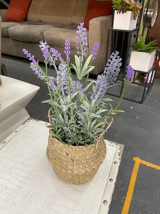 main photo of Lavender Plant