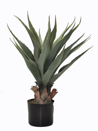 main photo of Potted Plant