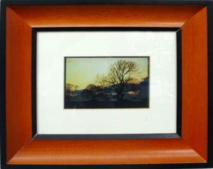 main photo of Cleared Color Photo; Bare Trees At Dusk