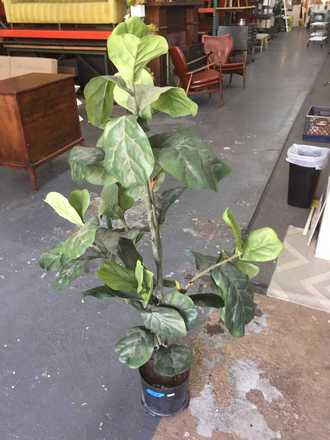 main photo of Small Fig Tree