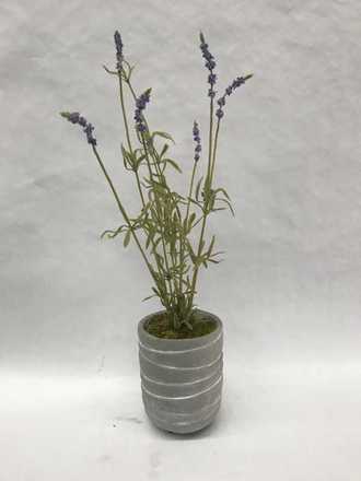 main photo of Potted Lavender