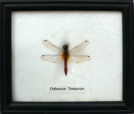 main photo of Cleared Pressed Dragon Fly, Orthetrum