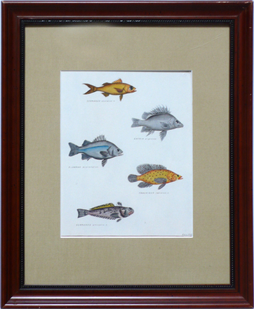 main photo of Cleared Print; Color of Five Assorted Fish