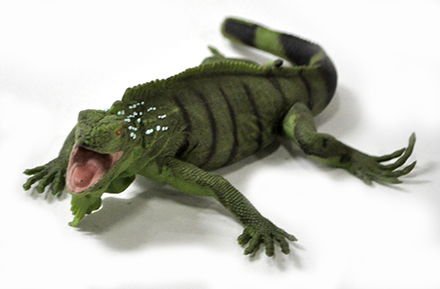 main photo of Toy Iguana Cleared