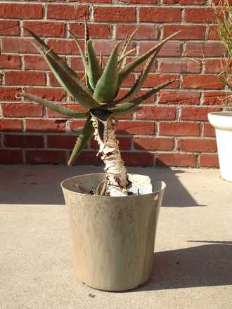 main photo of Potted Live Plant