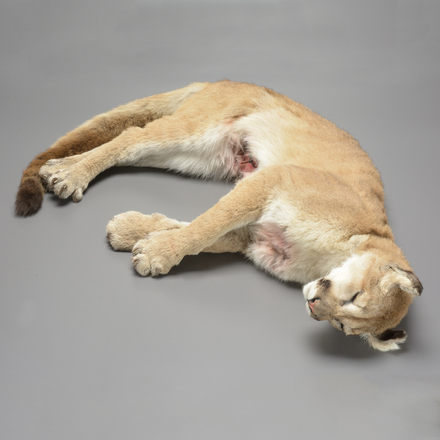 main photo of Soft Mount Taxidermy Cougar (Hollow Bladder)