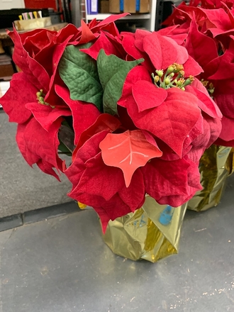 main photo of Red Potted Poinsettias