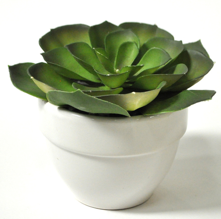 main photo of Plant; Faux Succulent, in white ceramic planter,