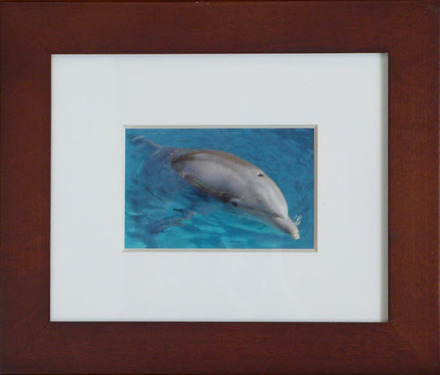 main photo of Cleared Color Photo; Dolphin in Water