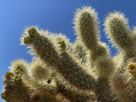 main photo of RANABB-Cactus & Sky DF