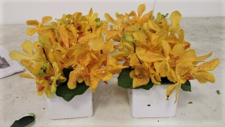main photo of Fresh Floral Mokara Orchid Cocktail Tables