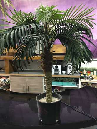 main photo of Potted Palm