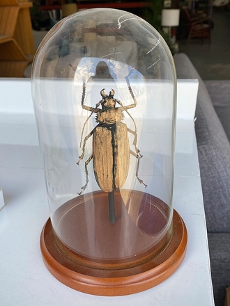 main photo of Beetle in Glass Decor