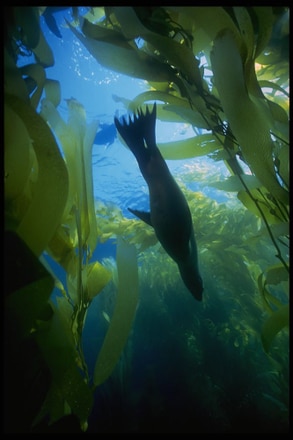 main photo of Underwater Kelp Photo