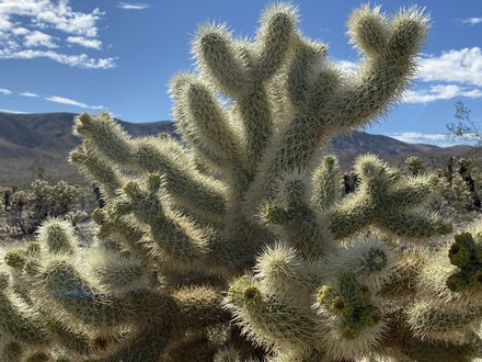 main photo of RANABB-Cactus & Mountain DF