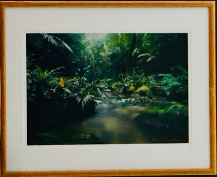 main photo of Stream Rocks Ferns Forest Photo