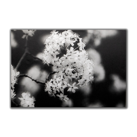 main photo of Gray Scale Bloom